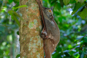 21.6.2023 - Bukit Timah Nature Reserve, Colugo (Riesengleiter, ein Lemur mit bis zu 1,20m Spannweite)