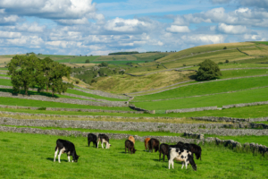 8.8.2023 - Peak District, Litton Countryside