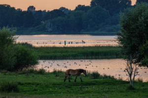22.8.2023 - Abendstimmung am Fleesensee