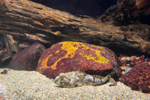 28.8.2023 - Radtour Darß, Aquarium im Natureum, Knurrhahn