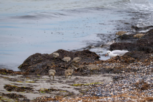 29.8.2023 - Prerow, Birding am Nordstrand - Knutt &amp; Lachmöwe (und Steinwälzer)