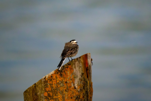 29.8.2023 - Prerow, Birding am Nordstrand - Bachstelze