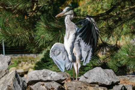 24.9.2023 - Tierpark Aachen, Graureiher