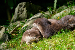 24.9.2023 - Tierpark Aachen, Zwergotter