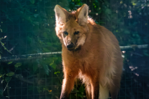 24.9.2023 - Tierpark Aachen, Mähnenwolf
