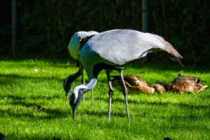 24.9.2023 - Tierpark Aachen, Jungfernkranich