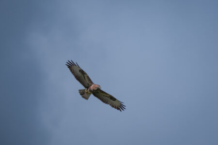 30.9.2023 - Wanderung Waldbröl-Abbenroth, Mäusebussard