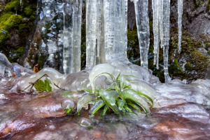 11.1.2024 - Wildbachklamm Buchberger Leite