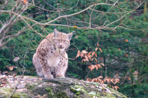 12.1.2024 - Tiergehege Falkenstein, Luchs