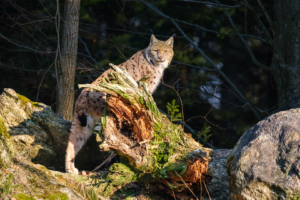 12.1.2024 - Tiergehege Falkenstein, Luchs