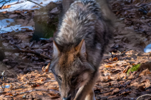 10.1.2024 - Tier-Freigelände Lusen, Wolf