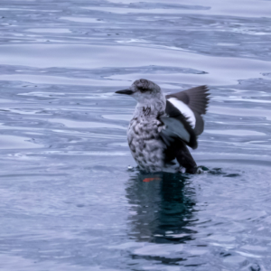 Tromsø & Senja 2024 – Wildlife Tromsø & Senja 2024 – Wildlife
