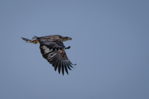 22.2.2024 - Finnæter, Seeadler