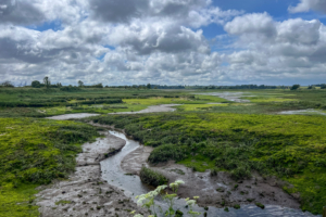 10.6.2024 - Levington Lagoon