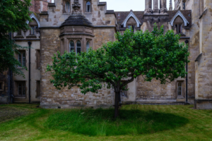 14.6.2024 - Cambridge, Trinity College, Newton´s Apple Tree