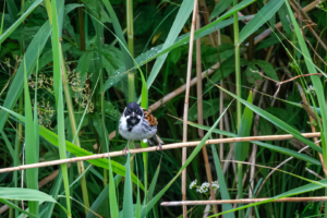15.6.2024 - Wicken Fen Natur Reserve, Reed Bunting / Rohrammer