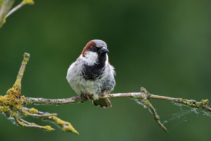 15.6.2024 - Wicken Fen Natur Reserve, House Sparrow / Spatz