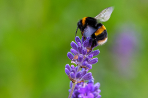 17.6.2024 - Horning, Buff tailed Bumblebee / Dunkle Erdhummel auf Lavendel