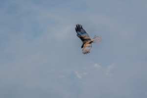 18.6.2024 - NWT Hickling Broad, Marsh Harrier / Rohrweihe