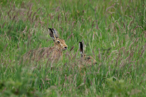 18.6.2024 - NWT Hickling Broad, Hare / Hase