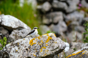 21.6.2024 - Malham-Wanderung, Wheatear / Steinschmätzer (m)