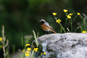 22.6.2024 - Wanderung Settle-Malham, Redstart / Gartenrotschwanz