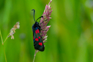 25.6.2024 - Cloughton-Scarborough, Five-spot Burnet / Sumpfhornklee-Widderchen