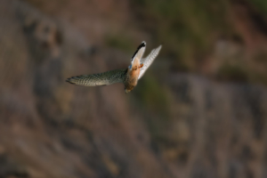 28.6.2024 - Whitby East Cliff, Sturzfalke