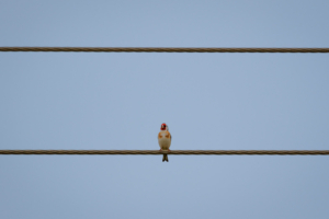 30.6.2024 - Blackhall Rocks, Linnet / Bluthänfling (m)