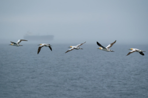 1.7.2024 - DFDS, Newcaslte - Ijmuiden, Gannet / Basstölpel