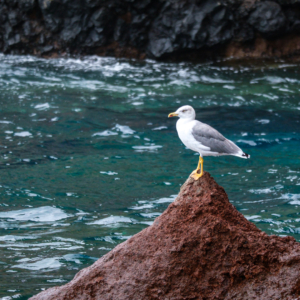 La Palma 2024 – Vögel La Palma 2024 – Vögel
