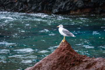 6.9.2024 - Bootstour von Tazacorte, Mittelmeermöwe / Yellow-legged Gull