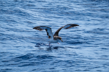 6.9.2024 - Bootstour von Tazacorte, Sepiasturmvogel / Cory&#039;s Shearwater