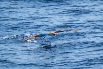 6.9.2024 - Bootstour von Tazacorte, Sepiasturmvogel / Cory&#039;s Shearwater