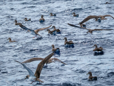 6.9.2024 - Bootstour von Tazacorte, Sepiasturmvogel / Cory's Shearwater