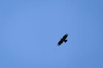 7.9.2024 - Barranco de Izcagua, Alpenkrähe / Red-billed Chough