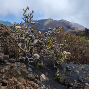 La Palma 2024 – Cumbre Vieja La Palma 2024 – Cumbre Vieja