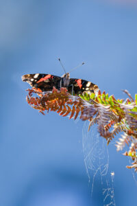 21.9.2024 - Porthleven, Red Admiral
