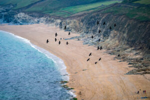 22.9.2024 - Wanderung Poldhu Cove, Jackdaw / Dohle