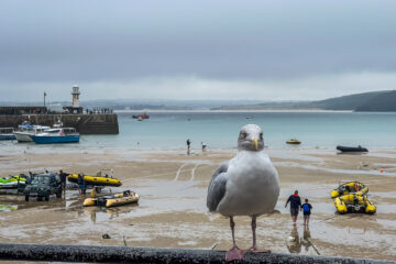 23.9.2024 - St Ives,Silbermöwe