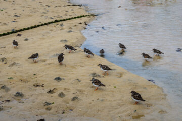 23.9.2024 - St Ives, Turnstone / Steinwälzer