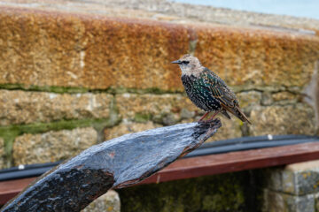 23.9.2024 - St Ives, Starling / Star