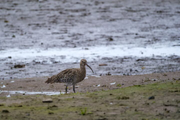 23.9.2024 - RSPB Hayle Estuary, Curlew / Brachvogel