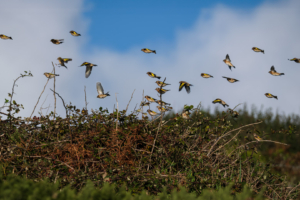 27.9.2024 - Porthleven, Wanderung Tin Mines, Goldfinch / Stieglitz