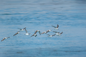 17.3.2025 - Radtour Lido, San Nicolo Sanderling