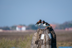 19.3.2025 - Venedig, Inselhopping, Sant Erasmo - Austernfischer