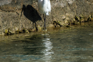 19.3.2025 - Venedig, Inselhopping, Vignole - Seidenreiher