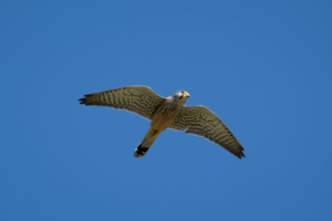 12.4.2025 - Wanderung Waldbröl-Nümbrecht, Turmfalke