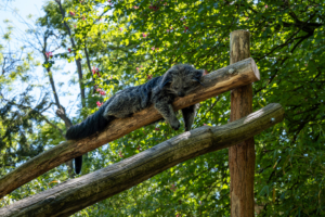 29.4.2025 - Ménagerie du Jardin des Plantes, Binturong