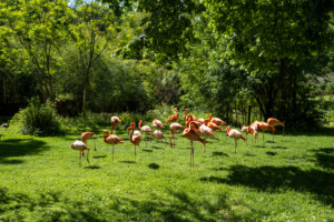 29.4.2025 - Ménagerie du Jardin des Plantes, Flamingos